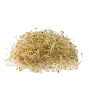 Imagen de Brotes-de-Alfalfa-3